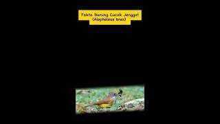 Fakta Burung Cucak Jenggot (Alophoixus bres) #sorts #faktahewan #burung