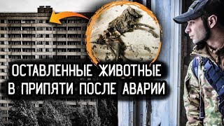 ОСТАВЛЕННЫЕ В ЧЕРНОБЫЛЕ ЖИВОТНЫЕ ПОСЛЕ АВАРИИ: что с ними случилось