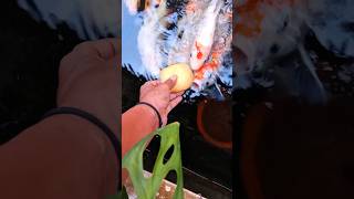 Roti untuk ikan koi #fish #ikan #ikanhias #pecintaikan #ikanunik