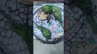 3 parrots for sale in saharanpur 😍🥰🤩 short video