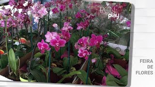 TOP 5: Festival de Flores de Holambra em Campina Grande