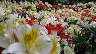 International Flower Festival | Gangtok | Sikkim | 2019 #sikkim #flowerfestival #flowergarden