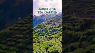 Darjeeling Tea Garden #darjeeling #darjeelingtea #garden #westbengal #terenaam #teagarden