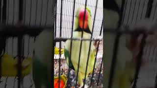 Japanese Fruit | Alexandrine Parakeet #parrot #japanesefruit #cute #lunchtime