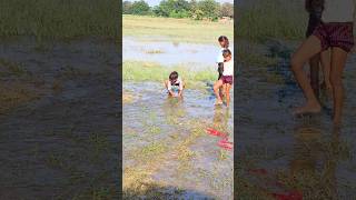 Bacche machhali (🐟) pakad rahe hain #vlog  #villagelife #viralvideo #youtubeshorts #shorts #trending