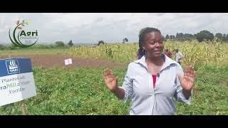 How we achieved 18 tubers per potato plant in our Demo Farm