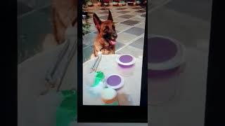 Tea time for scooby and pixie#dogshorts #germanshepherd #virolshort #viralvideo