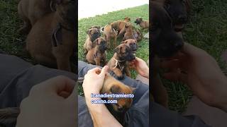 Malinois Puppy #malinois #adiestramientocanino