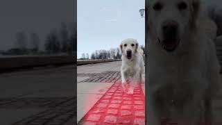 #spring #love #video #любовь #2024 #собака #sun #весна #me #world #snow #dog #happy