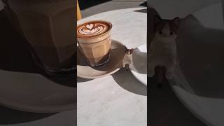 #coffee #cafe #cat #cute #figure #date #cafevlog #mocha #chocolate #flatwhite #sydney #gacha #couple