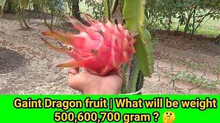 Gaint Dragon fruit | Dragon fruit farming | By Kisan Mitra