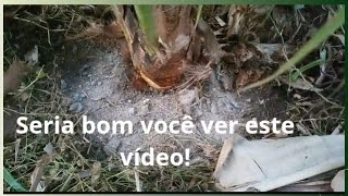 Faça seu coqueiro crescer e produzir 5 vezes mas com esse adubo #agricultura #youtube