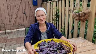 ВОСХИЩЕНИЮ НЕТ ПРЕДЕЛА 🤩 Иван-чай, сбор ягод, грибов, заготовки, жизнь в деревне, сад 29 июля 2024