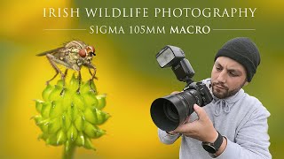 Macro Photography - Sigma 105mm Marco. Irish Wildlife Photography