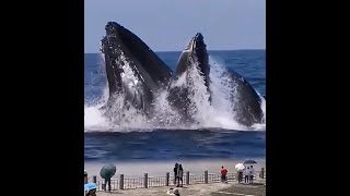 自然界中的奇妙事物 27  -   Amazing thing in nature 27 -  Amazing whale catch fish