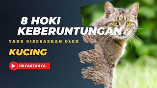 Keberuntungan yang disebabkan oleh kucing ini faktanya⁉️