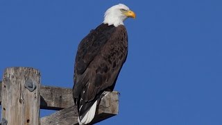 Klamath Basin NWR