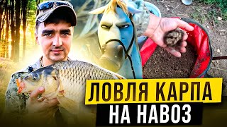 Ловля карпа на навоз