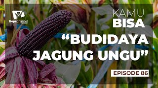 SIMAK! BUDIDAYA JAGUNG UNGU