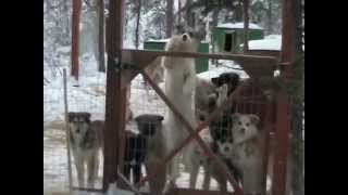 puppy climbing over fence!