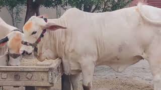 Cute White Cow Bull Eating Food | Adorable Animal Moments