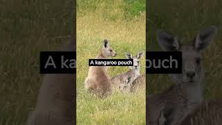 5 Interesting facts about Kangaroo #shorts #facts #kangaroo