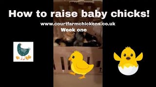 How to raise chicks under a heat lamp - Week one