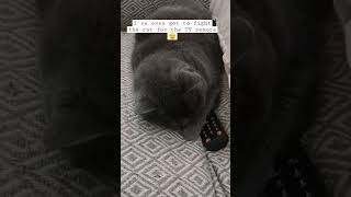 Anybody else's Cat steal the remote?? #funnyvideo  #cats #immovingout