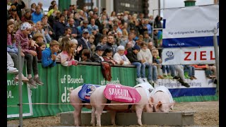 Was wäre die OLMA ohne das beliebte und berühmte Schäulirennen?