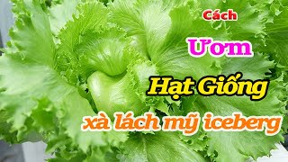 Các bước trồng rau xà lách Mỹ để cây phát triển nhanh nhất