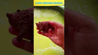 WOW...!!! Ternyata Begini SUARA HEWAN BERUANG NGAMUK | MEMBERSIHKAN MAINAN | HUNTING MAINAN #short