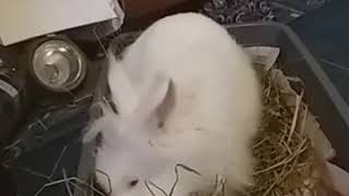 Bunny is eating some hay