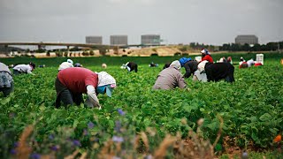 How American Farmers Harvest Thousands of Tons Fruits and Vegetables