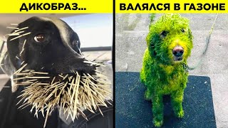 У Этих Животных Выдался День Хуже Вашего