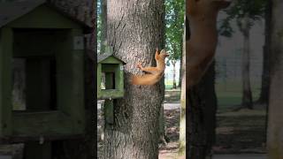 Жители парка Победа #shorts #animals #food #youtubeshorts #trending