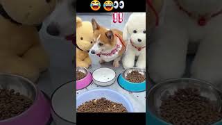 funny dog #funny #funnymoments #funniestmoments #funnyvideo #funnyvideos #funnyshorts #subscribe