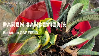 #34 Panen Anakan Sansevieria | Koleksi Sansevieria | Bersama Garfield