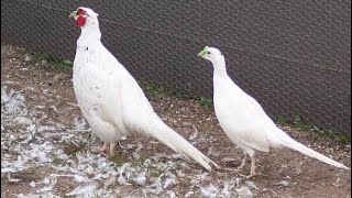 White Ring-Necked Pheasant male vs female #trendingshorts #viralshorts P-1