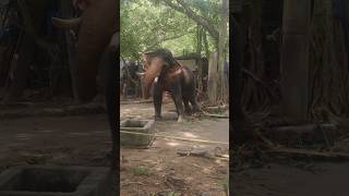 Dancing Elephant #keralaelephant # കുട്ടിക്കുറുമ്പൻ