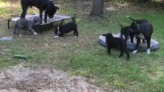 Pitbull puppies with Mather and father. Happy family’s. Щенки питбуля с родителями. Счастливая семья