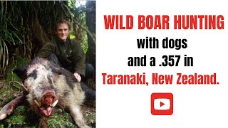 Wild Boar Hunting with dogs and a .357 in Taranaki, New Zealand.