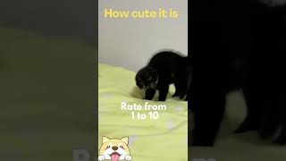 Cute animals - Funny actions