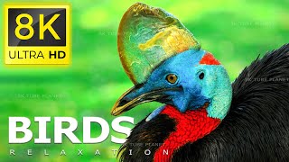 8K SPACE BIRDS  - THE WORLD OF BIRDS IN 8K ULTRA HD/8K TV