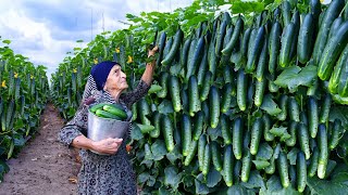 Harvesting Cucumbers  | Pickle Making and Lemon Chicken Recipe