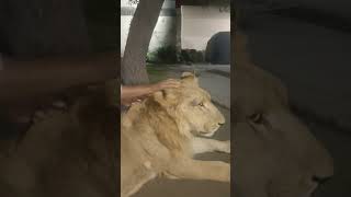 #lion #vaccination #vet #treat