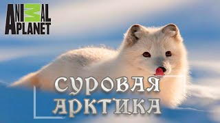 Суровая Арктика - Ледяная пустыня. Мир природы, дикие животные. #Документальный фильм. Animal Planet