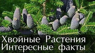 Интересные факты о Хвойных Растениях