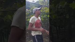 PODA DE PRODUÇÃO #shorts #agricultura #youtube #uva #vidanaroça