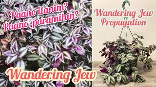 HOW TO PROPAGATE WANDERING JEW | CUTTINGS PROPAGATION