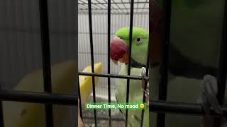 Dinner Time | Not in mood | Alexandrine Parakeet #parrot #alexandrineparakeet #apple #dinner